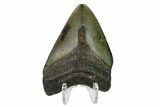 Bargain, Fossil Megalodon Tooth - North Carolina #153128-2